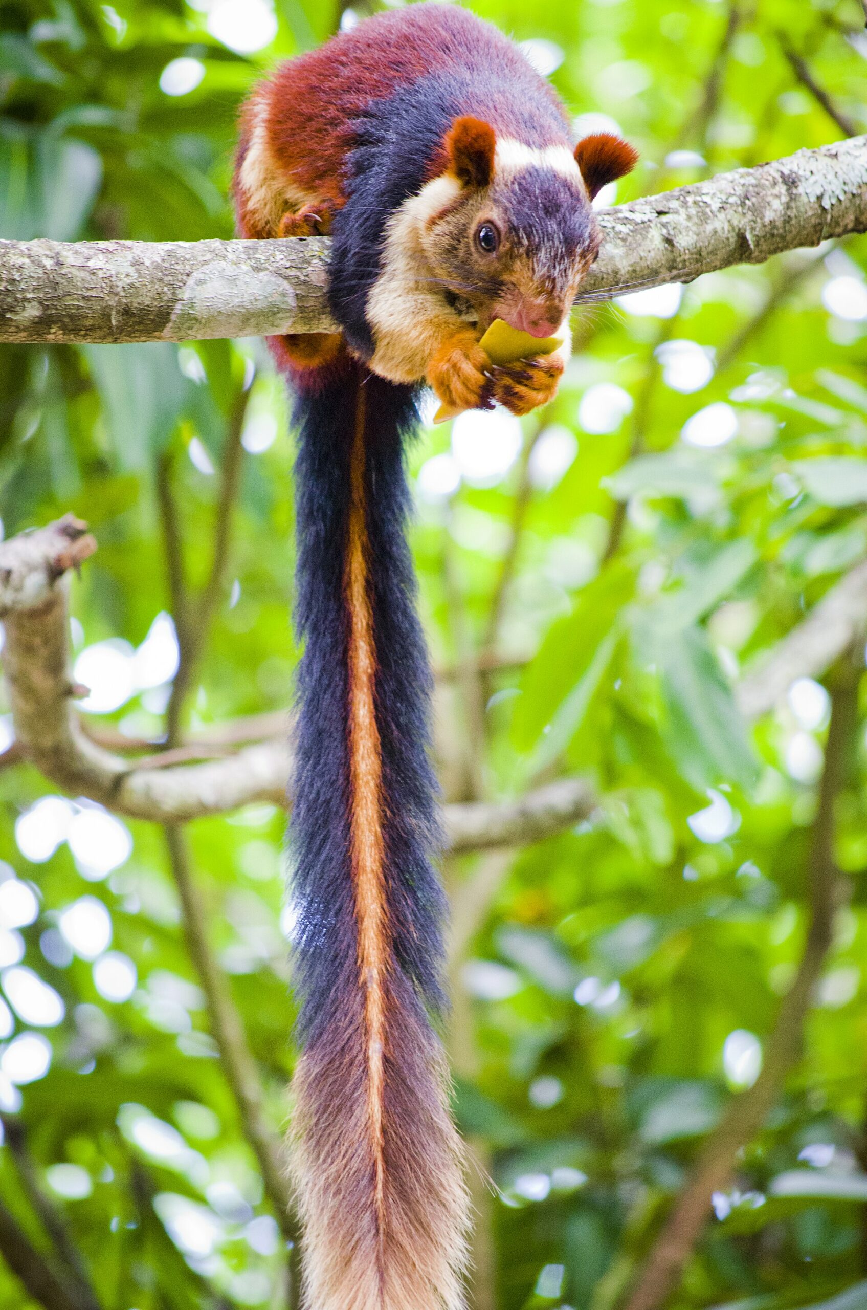 Ratufa indica ecureuil geant malabar d inde aux jolies couleurs 1 Ratufa indica ecureuil geant malabar d inde aux jolies couleurs 1