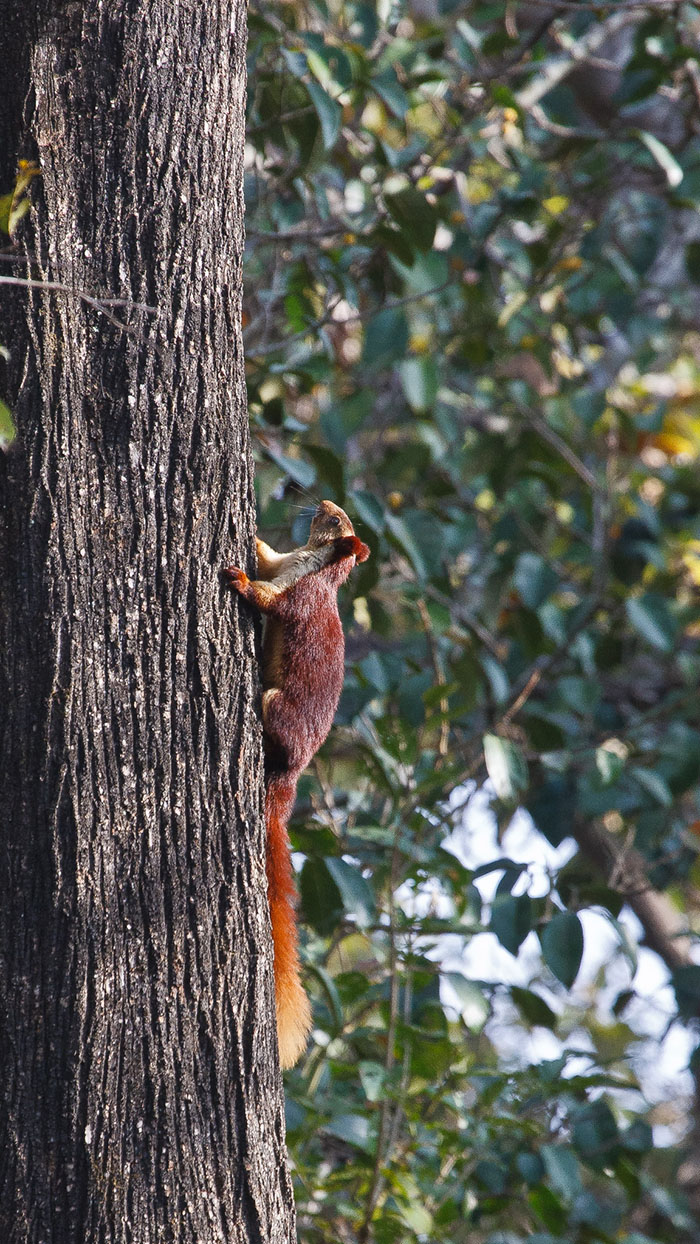 Ratufa indica - écureuil géant malabar d'inde aux belles couleurs Ratufa indica ecureuil geant malabar d inde aux jolies couleurs 11 Indian Giant Squirrel Malabar
