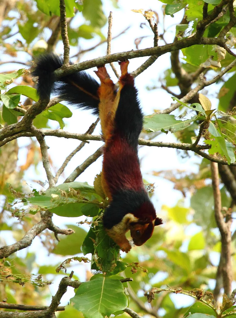 Ratufa indica ecureuil geant malabar d inde aux jolies couleurs 13 Ratufa indica ecureuil geant malabar d inde aux jolies couleurs 13