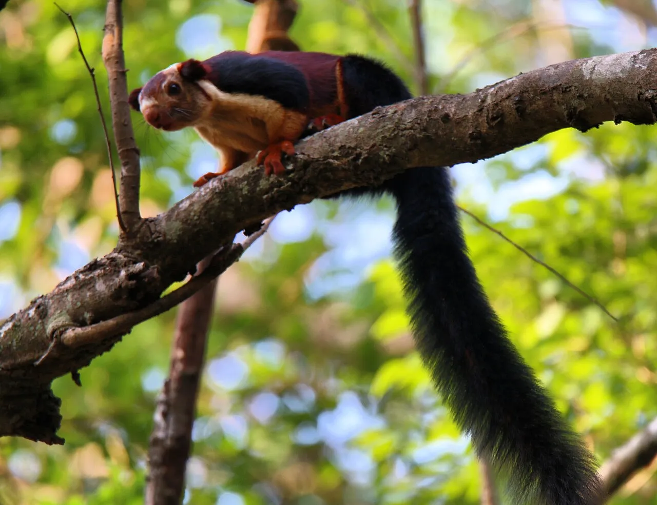 Ratufa indica ecureuil geant malabar d inde aux jolies couleurs 14 Ratufa indica ecureuil geant malabar d inde aux jolies couleurs 14