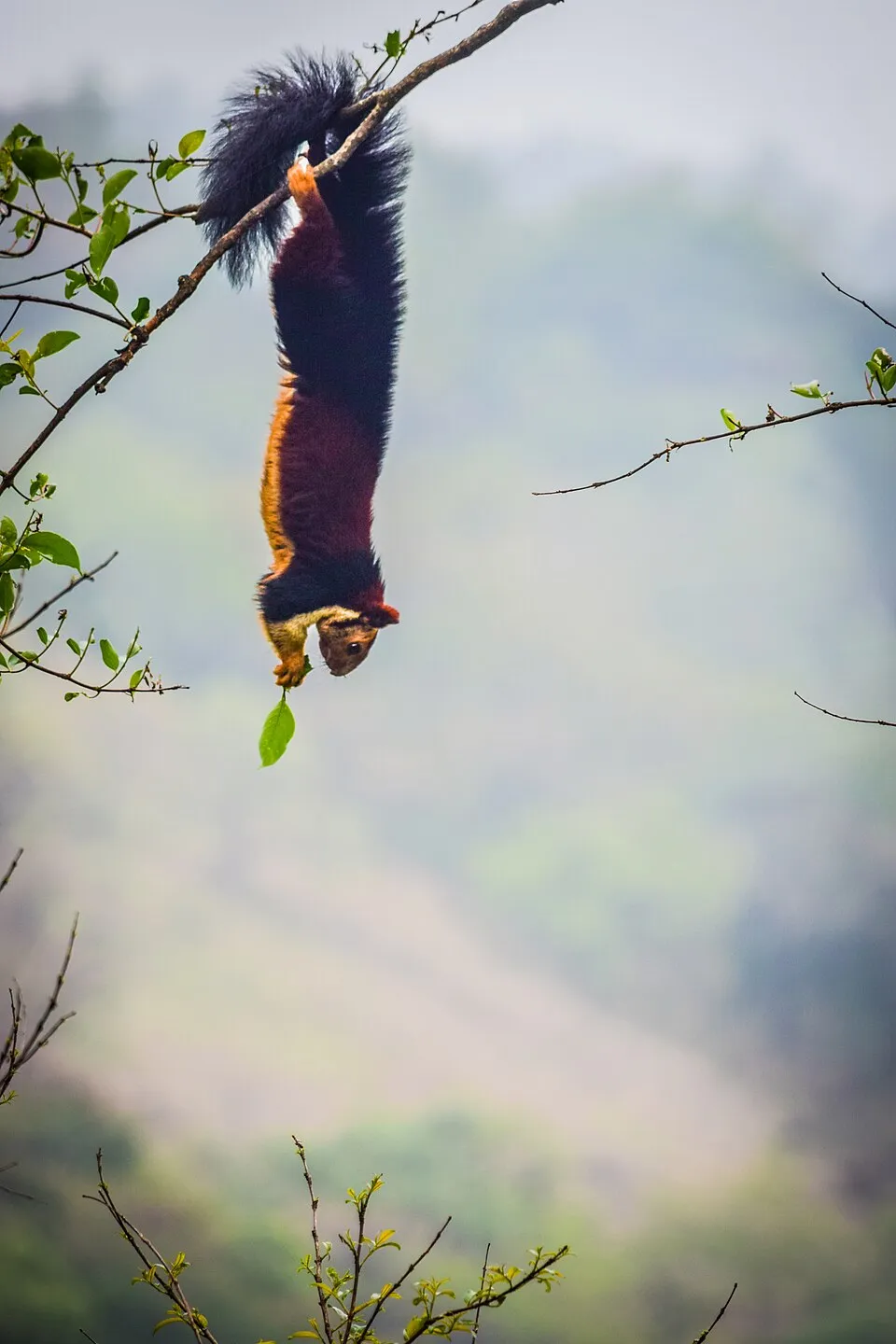 Ratufa indica ecureuil geant malabar d inde aux jolies couleurs 16 Ratufa indica ecureuil geant malabar d inde aux jolies couleurs 16