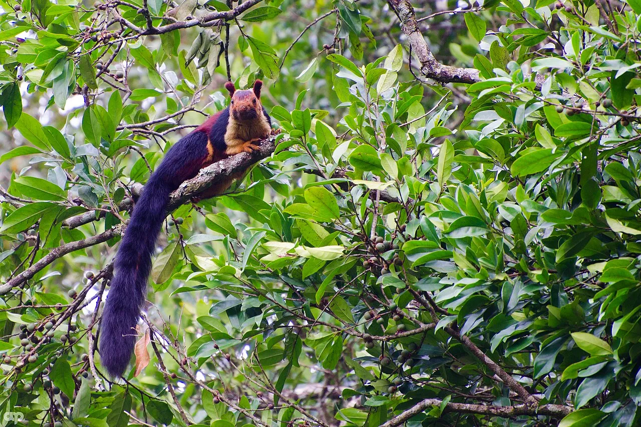 Ratufa indica ecureuil geant malabar d inde aux jolies couleurs 2 écureuil géant de Malabar Ratufa indica sur une branche