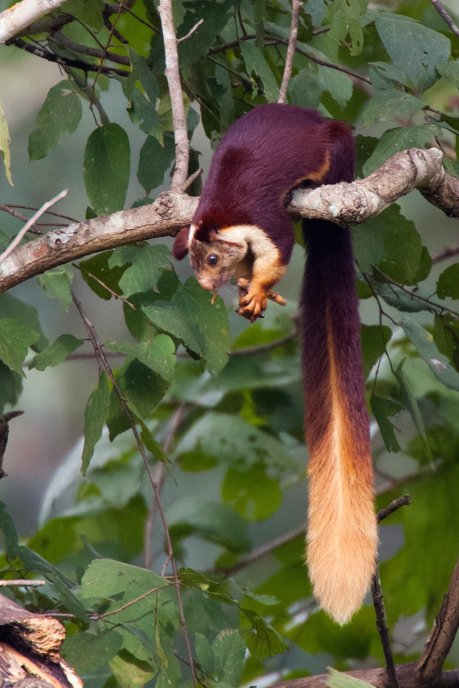 Ratufa indica ecureuil geant malabar d inde aux jolies couleurs 4 Ratufa indica écureuil géant multicolore d Inde