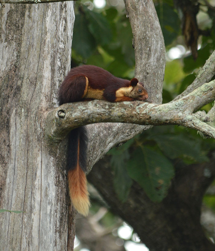 Ratufa indica - écureuil géant malabar d'inde aux belles couleurs Ratufa indica ecureuil geant malabar d inde aux jolies couleurs 5 Ratufa-indica-ecureuil-geant-malabar-d-inde-aux-jolies-couleurs-5