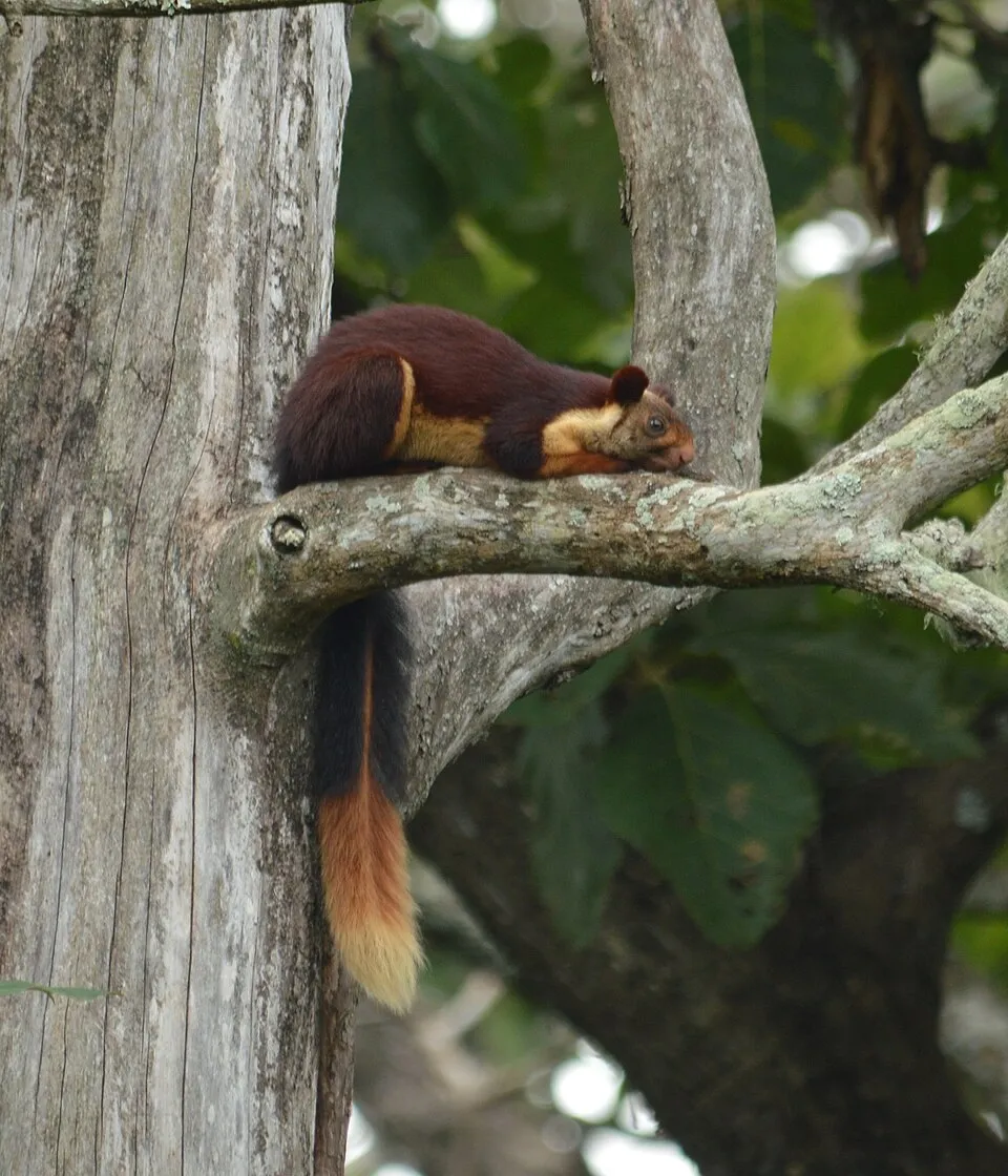 Ratufa indica ecureuil geant malabar d inde aux jolies couleurs 5 Ratufa indica ecureuil geant malabar d inde aux jolies couleurs 5