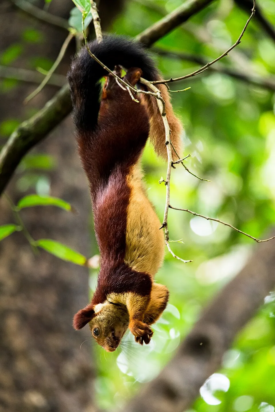 Ratufa indica ecureuil geant malabar d inde aux jolies couleurs 6 Malabar giant squirrel dans la canopée d une forêt indienne