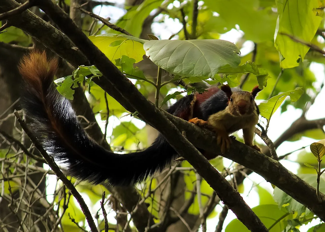 Ratufa indica ecureuil geant malabar d inde aux jolies couleurs 7 Ratufa indica ecureuil geant malabar d inde aux jolies couleurs 7