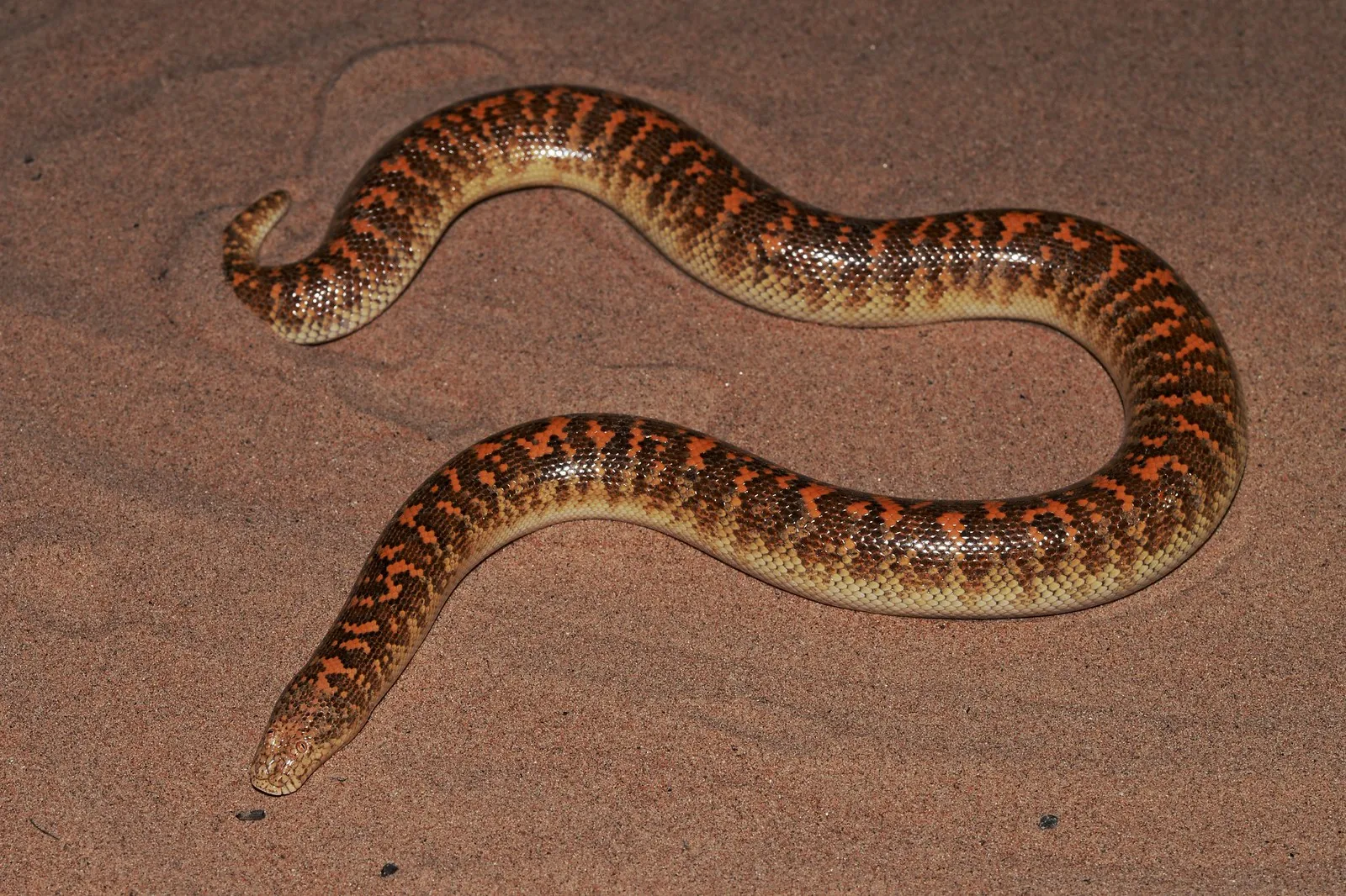 Eryx jayakari le boa des sables d Arabie 1 Arabian sand boa serpent fouisseur du désert