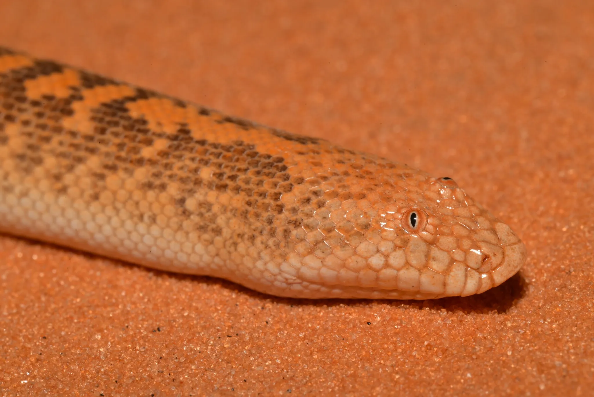 Eryx jayakari le boa des sables d Arabie 10 boa des sables d Arabie avec les yeux sur le dessus de la tête