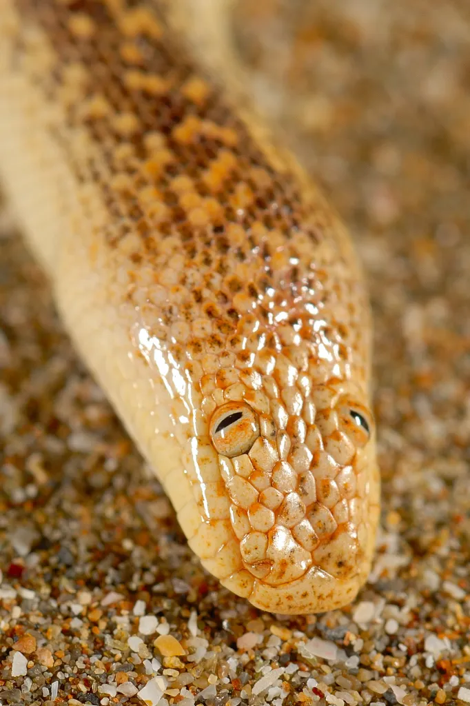 Eryx jayakari le boa des sables d Arabie 11 Eryx jayakari le boa des sables d Arabie 11