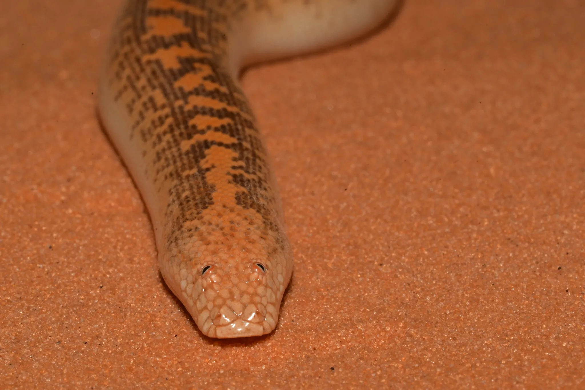 Eryx jayakari le boa des sables d Arabie 12 Eryx jayakari le boa des sables d Arabie 12