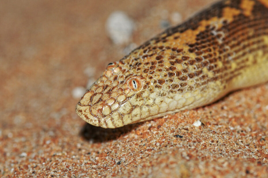 Boa des sables d’Arabie : le serpent aux yeux posés sur la tête Eryx jayakari le boa des sables d Arabie 2 Eryx jayakari le boa des sables d Arabie 2