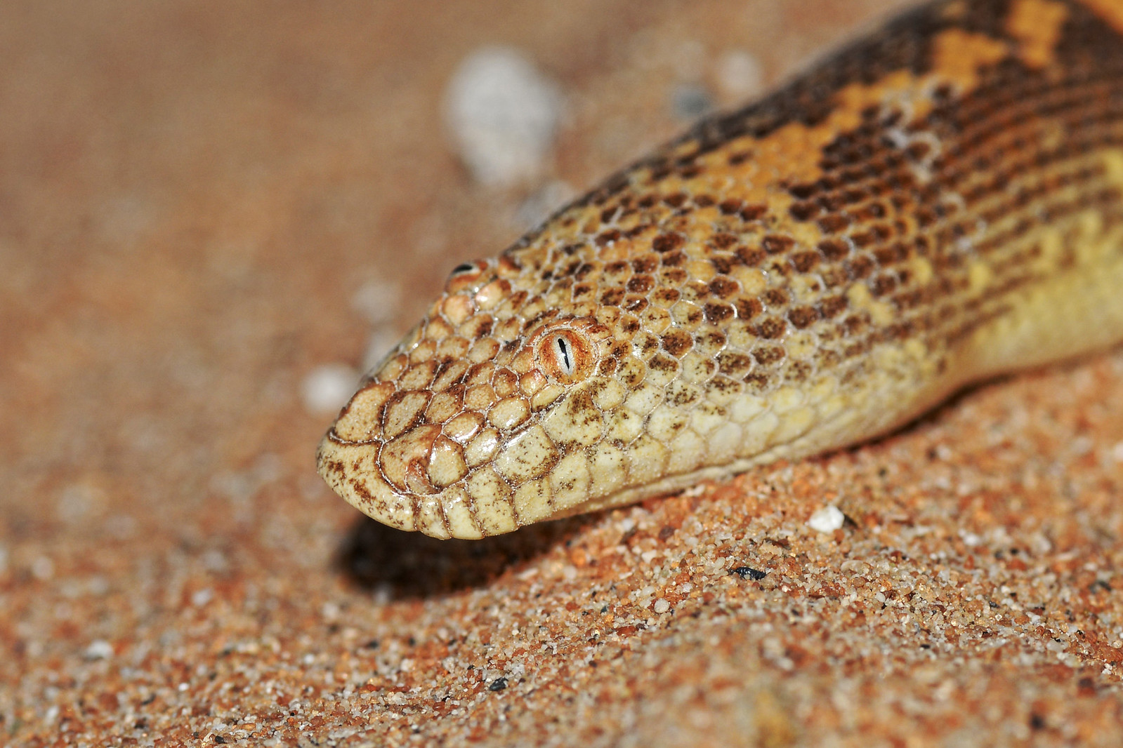 Eryx jayakari le boa des sables d Arabie 2 Eryx jayakari le boa des sables d Arabie 2