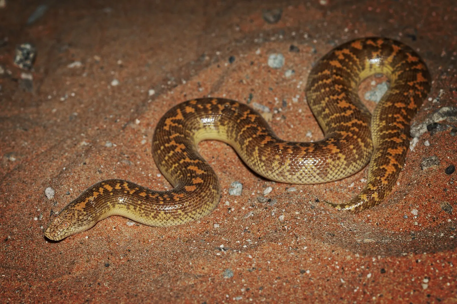 Eryx jayakari le boa des sables d Arabie 4 Eryx jayakari le boa des sables d Arabie 4