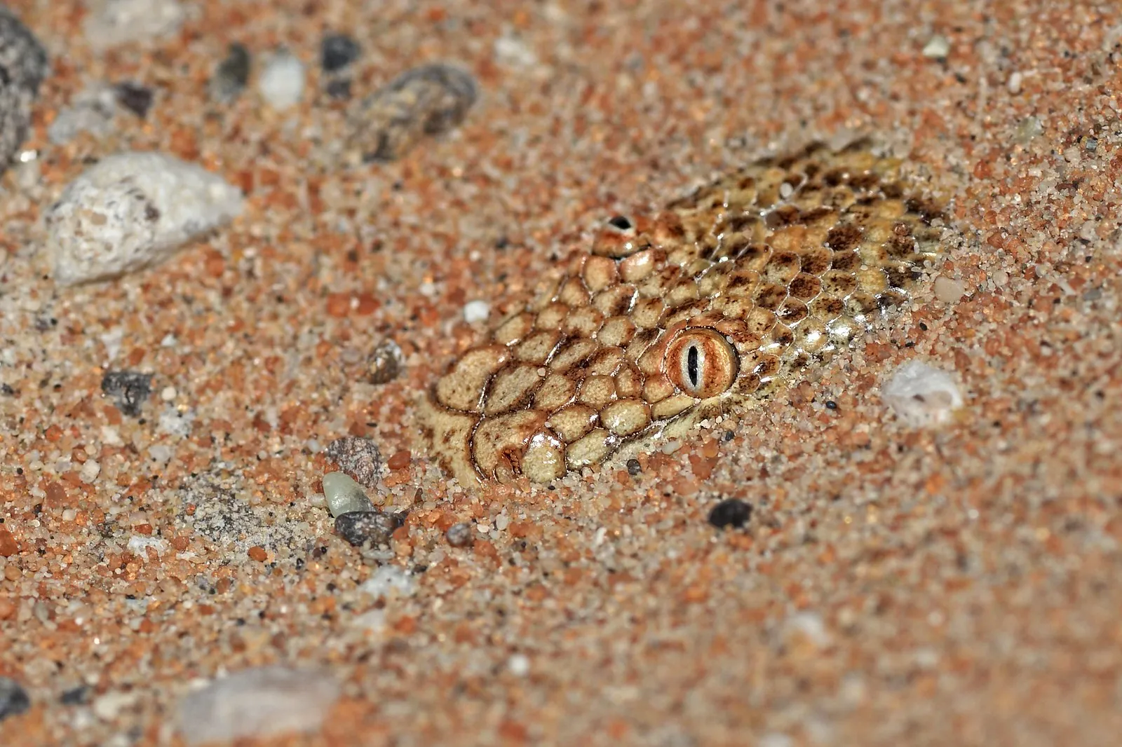 Eryx jayakari le boa des sables d Arabie enfoui 3 Eryx jayakari enfoui dans le sable