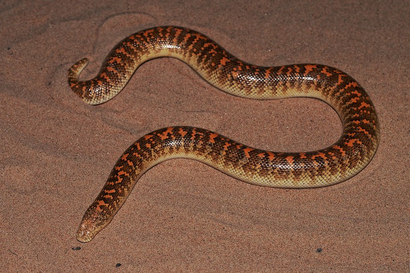 Eryx jayakari - le boa des sables d'Arabie, un serpent au faciès rigolo Eryx jayakari le boa des sables d Arabie un serpent au facies rigolo 1 Eryx-jayakari-le-boa-des-sables-d-Arabie-un-serpent-au-facies-rigolo-1