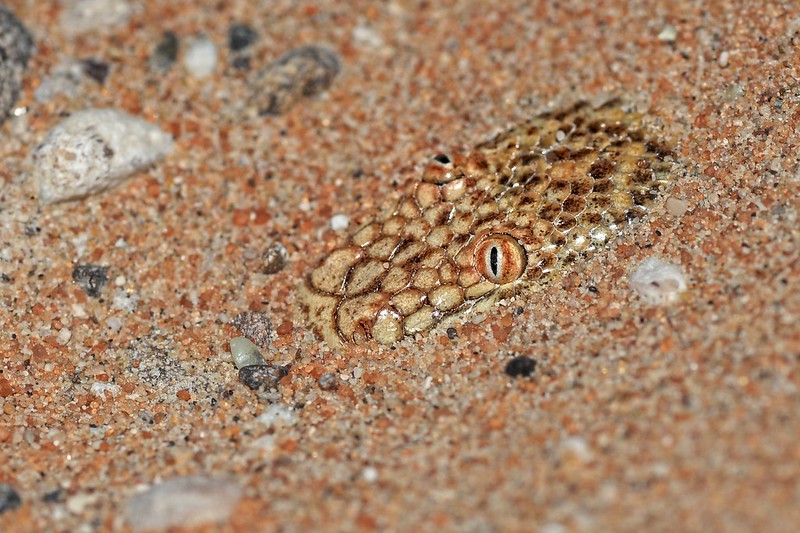 Eryx jayakari - le boa des sables d'Arabie, un serpent au faciès rigolo Eryx jayakari le boa des sables d Arabie un serpent au facies rigolo 3 Eryx-jayakari-le-boa-des-sables-d-Arabie-un-serpent-au-facies-rigolo-3