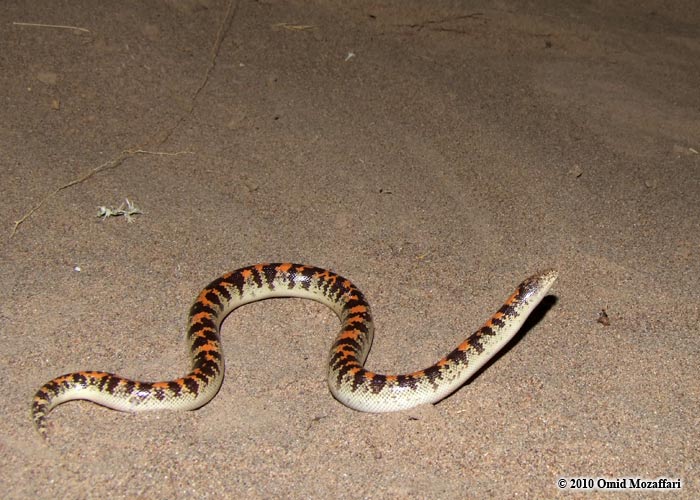 Eryx jayakari - le boa des sables d'Arabie, un serpent au faciès rigolo Eryx jayakari le boa des sables d Arabie un serpent au facies rigolo 9 Eryx-jayakari-le-boa-des-sables-d-Arabie-un-serpent-au-facies-rigolo-9