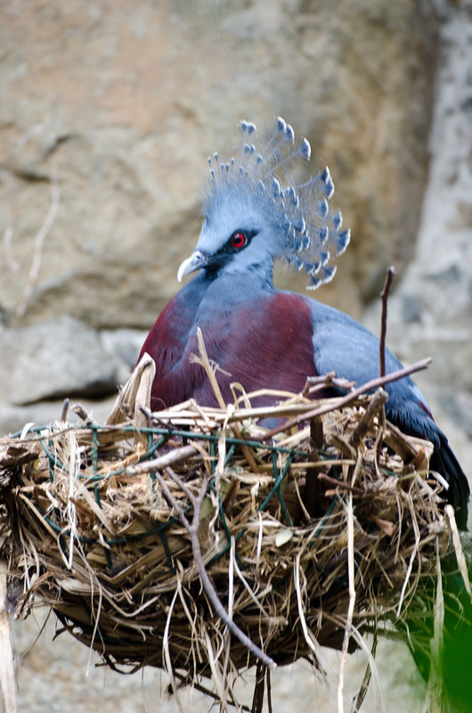 La beauté du goura de victoria, pigeon couronné de Victoria. La beaute du goura de victoria pigeon couronne de Victoria 10 La-beaute-du-goura-de-victoria-pigeon-couronne-de-Victoria-10