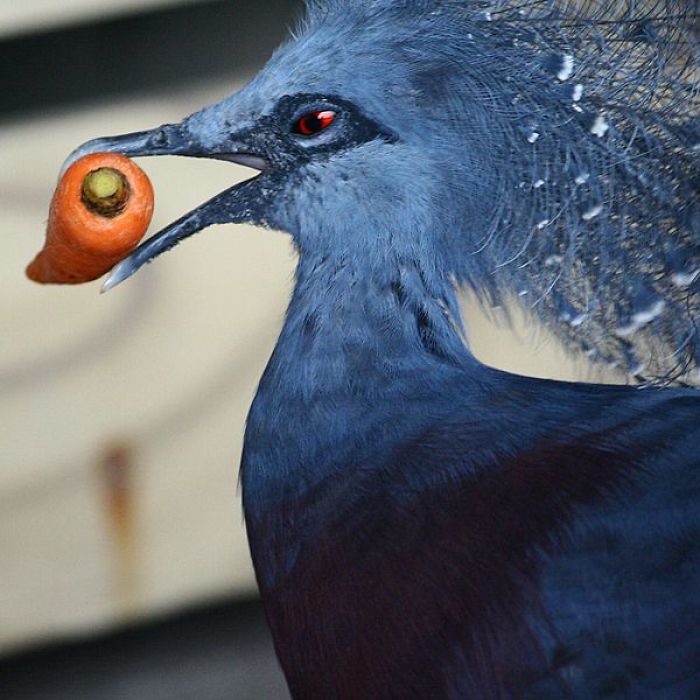 La beauté du goura de victoria, pigeon couronné de Victoria. La beaute du goura de victoria pigeon couronne de Victoria 11 La-beaute-du-goura-de-victoria-pigeon-couronne-de-Victoria-11