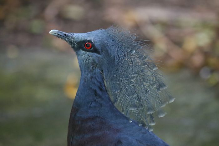 La beauté du goura de victoria, pigeon couronné de Victoria. La beaute du goura de victoria pigeon couronne de Victoria 20 La-beaute-du-goura-de-victoria-pigeon-couronne-de-Victoria-20