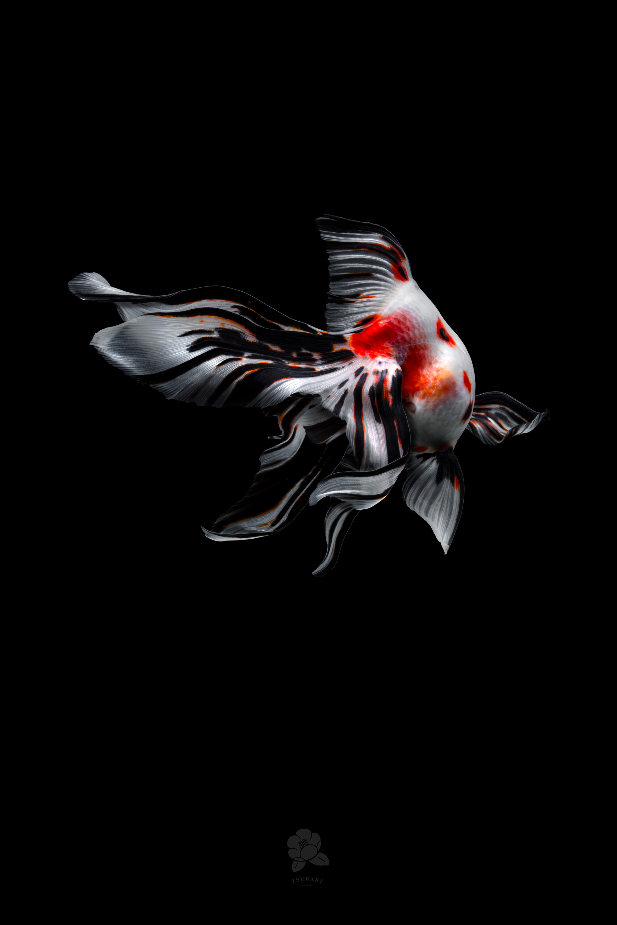 Les portraits de poissons rouges de Tsubaki Les portraits de poissons rouges de Tsubaki 3 Les-portraits-de-poissons-rouges-de-Tsubaki-3