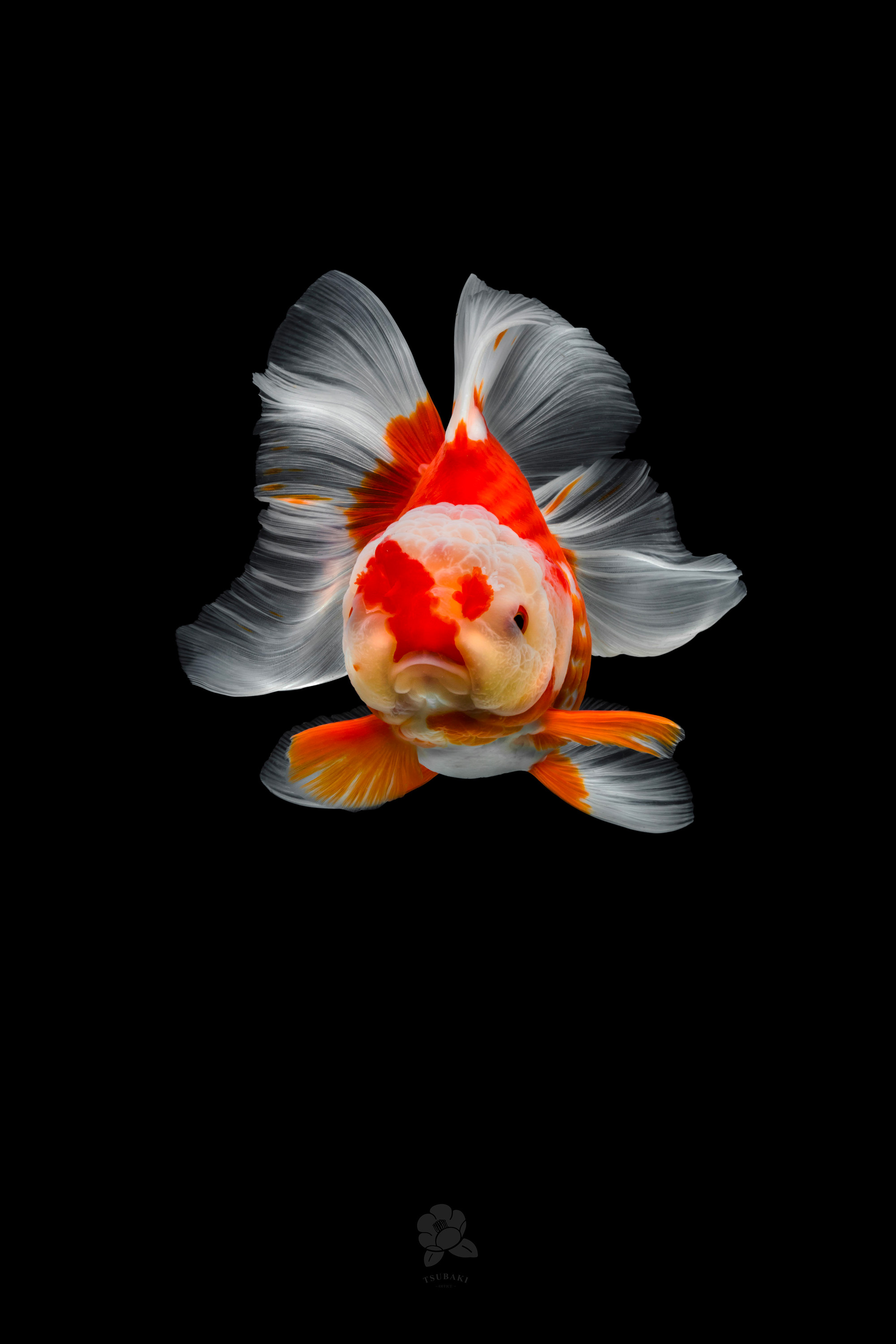 Les portraits de poissons rouges de Tsubaki Les portraits de poissons rouges de Tsubaki 5 Les-portraits-de-poissons-rouges-de-Tsubaki-5