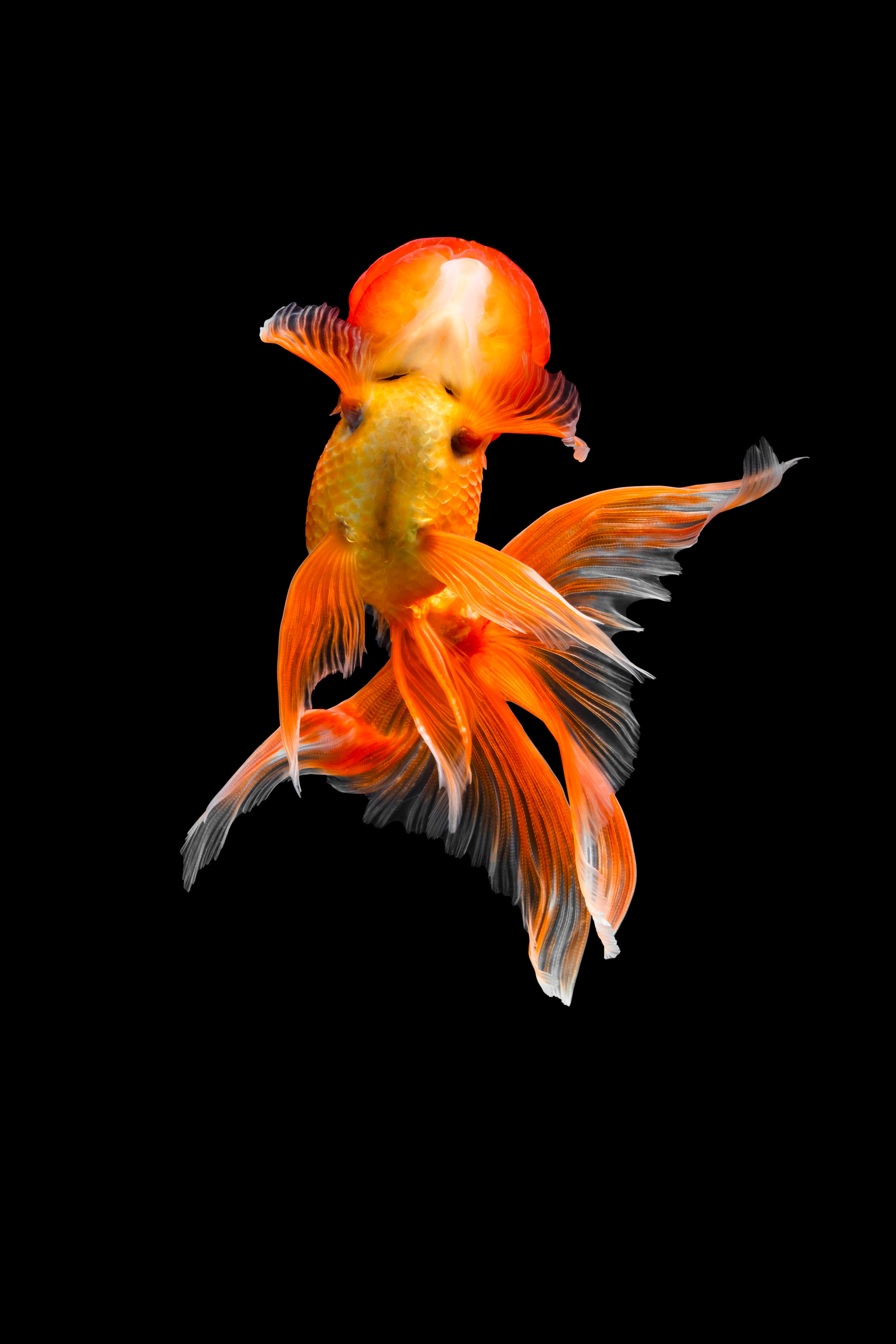 Les portraits de poissons rouges de Tsubaki Les portraits de poissons rouges de Tsubaki 8 Les-portraits-de-poissons-rouges-de-Tsubaki-8