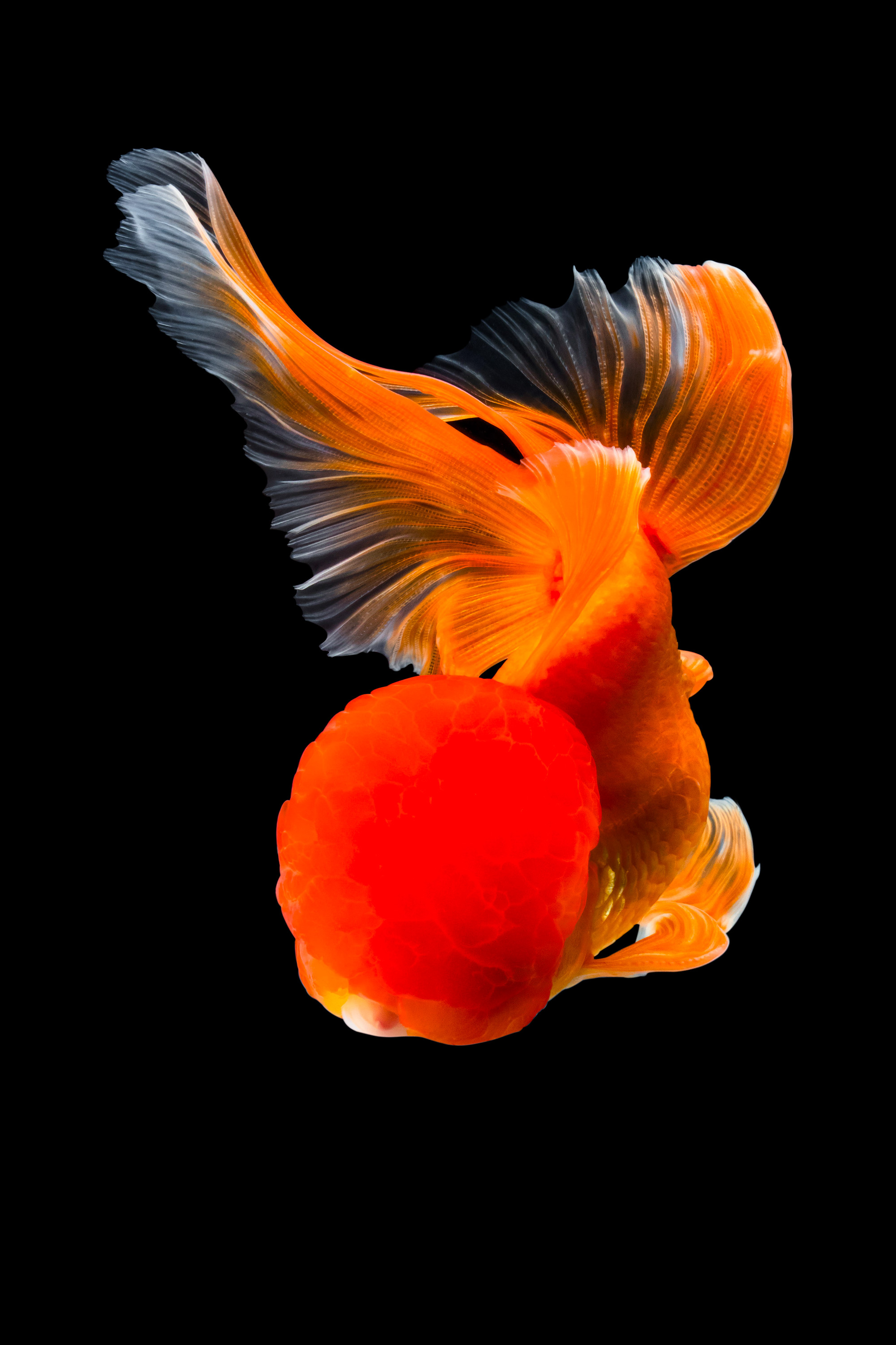 Les portraits de poissons rouges de Tsubaki Les portraits de poissons rouges de Tsubaki 9 Les-portraits-de-poissons-rouges-de-Tsubaki-9