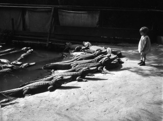 Début du 20eme siècle, les enfants jouaient avec les alligators... Debut du 20eme siecle les enfants jouaient avec les alligators 1 Debut-du-20eme-siecle-les-enfants-jouaient-avec-les-alligators-1