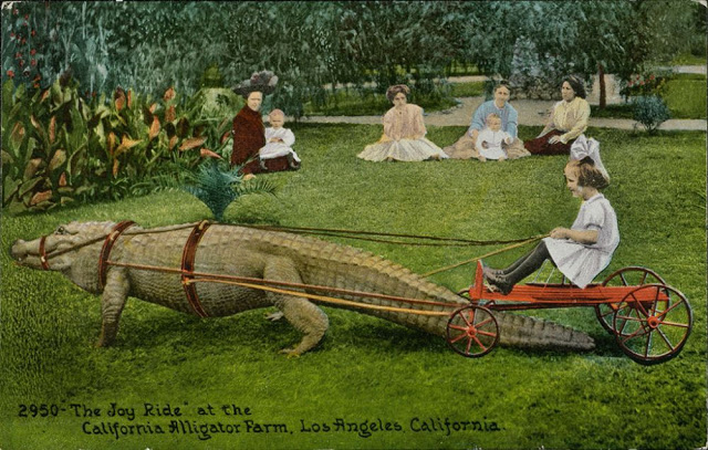 Début du 20eme siècle, les enfants jouaient avec les alligators... Debut du 20eme siecle les enfants jouaient avec les alligators 10 Debut-du-20eme-siecle-les-enfants-jouaient-avec-les-alligators-10