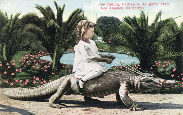 Début du 20eme siècle, les enfants jouaient avec les alligators... Debut du 20eme siecle les enfants jouaient avec les alligators 11 Debut-du-20eme-siecle-les-enfants-jouaient-avec-les-alligators-11