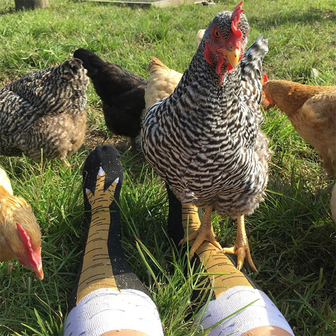 Des chaussettes pattes de poulet Des chaussettes pattes de poulet 6 Des-chaussettes-pattes-de-poulet-6