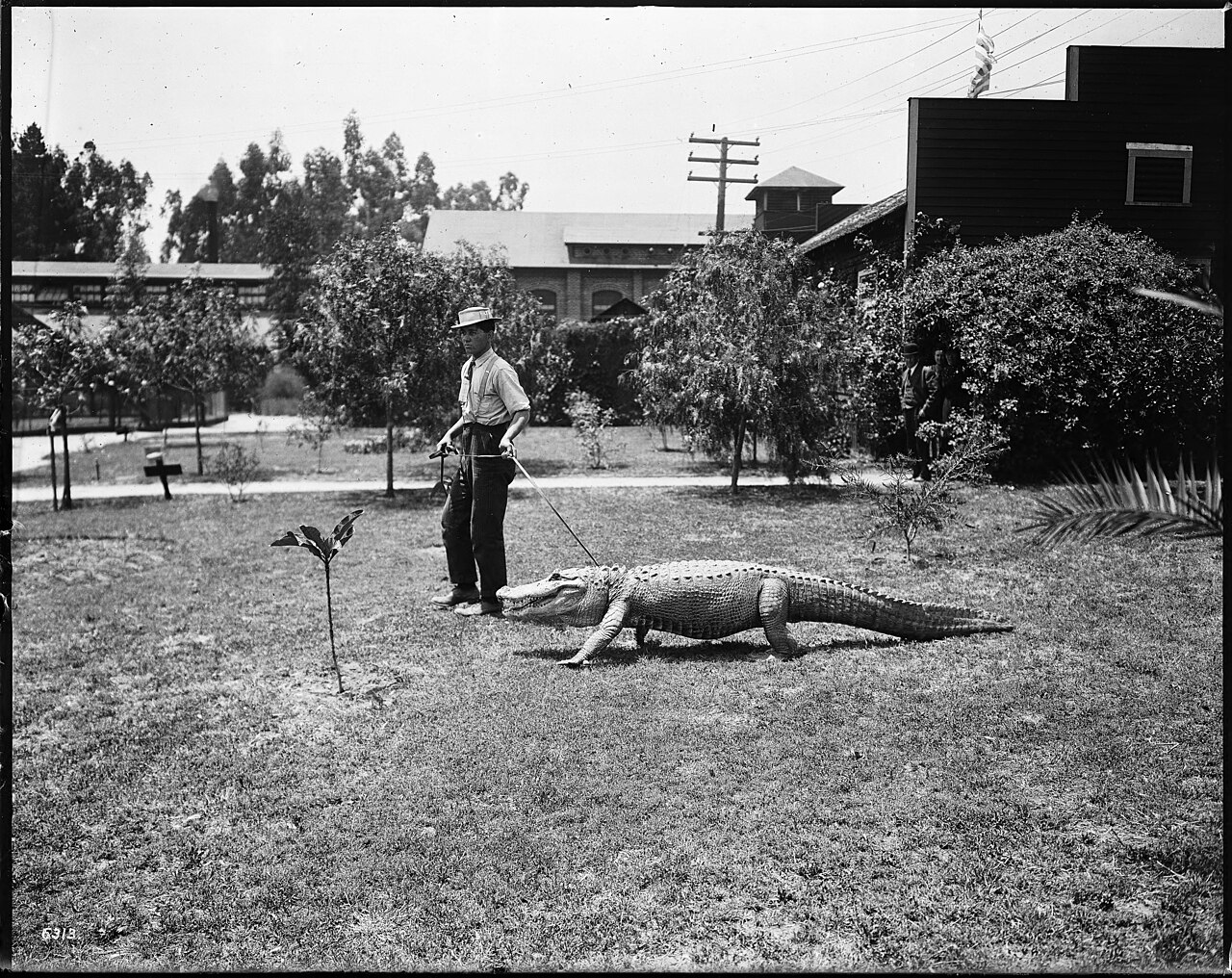 Homme conduisant un alligator en laisse dans une ferme d’alligators de Los Angeles Homme conduisant un alligator en laisse dans une ferme d’alligators de Los Angeles