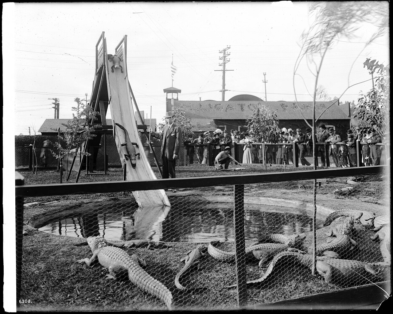 Alligators descendant un toboggan dans une ferme d’alligators de Los Angeles Alligators descendant un toboggan dans une ferme d’alligators de Los Angeles