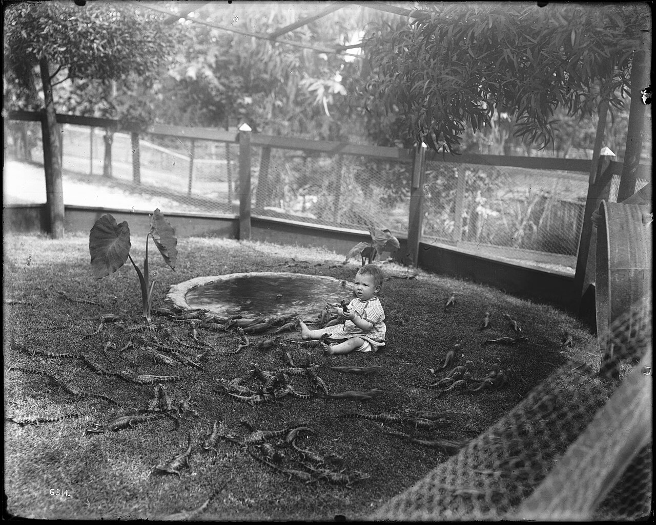 Bébé entouré de jeunes alligators dans une ferme d’alligators de Los Angeles Bébé entouré de jeunes alligators dans une ferme d’alligators de Los Angeles