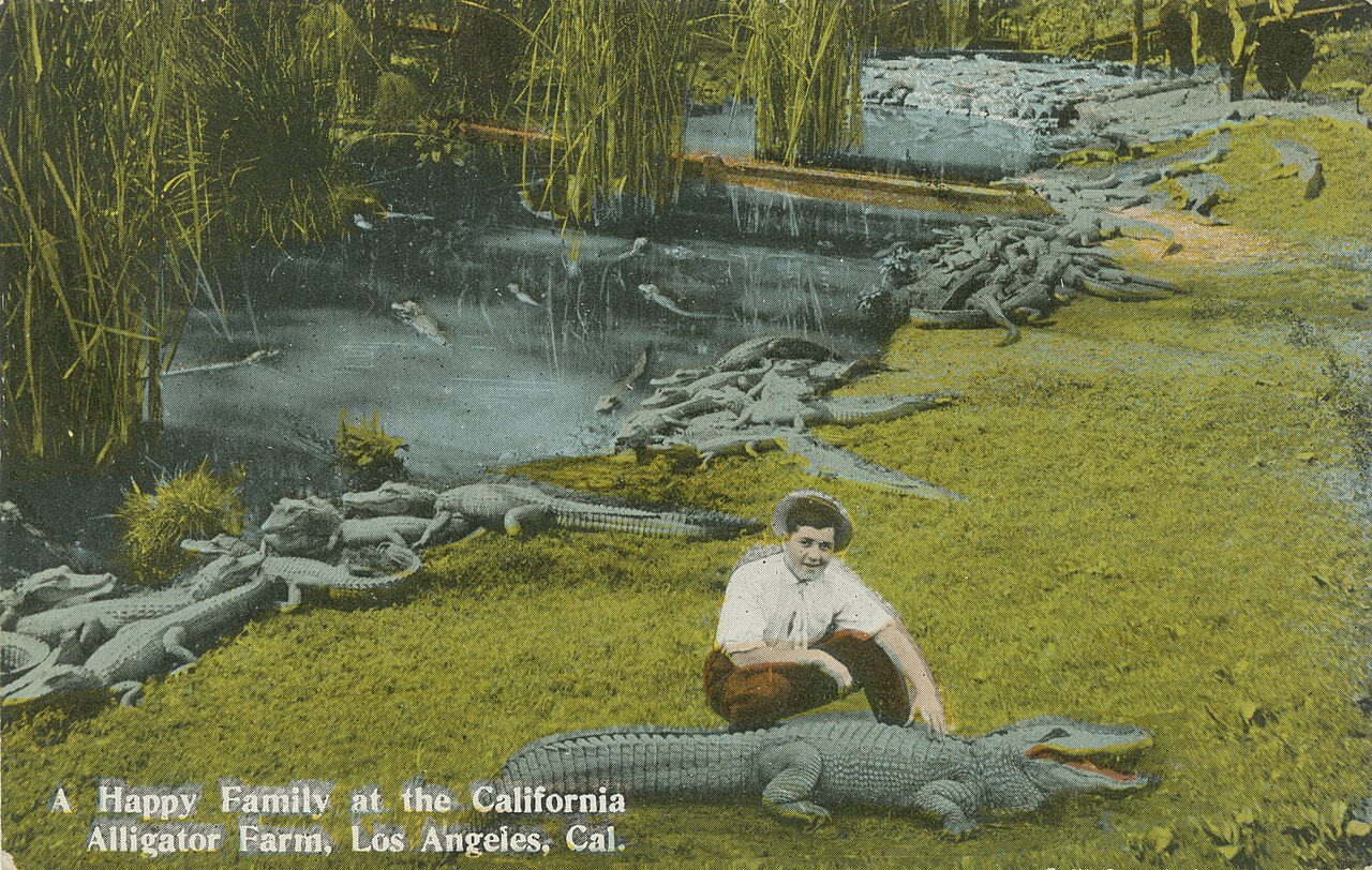 Visiteur et alligators à la California Alligator Farm de Los Angeles au début du XXe siècle Visiteur et alligators à la California Alligator Farm de Los Angeles au début du XXe siècle