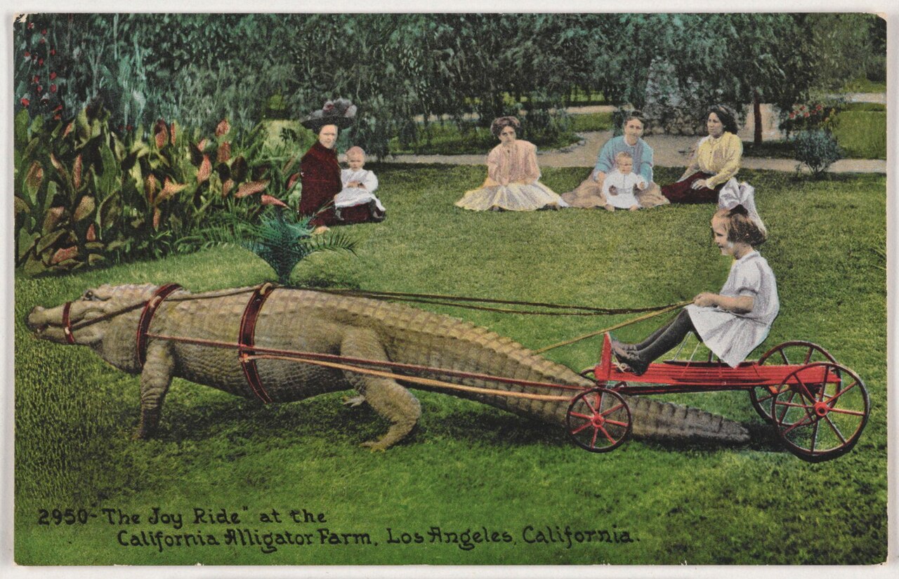Enfant chevauchant un alligator à la California Alligator Farm de Los Angeles vers 1910 Enfant chevauchant un alligator à la California Alligator Farm de Los Angeles vers 1910