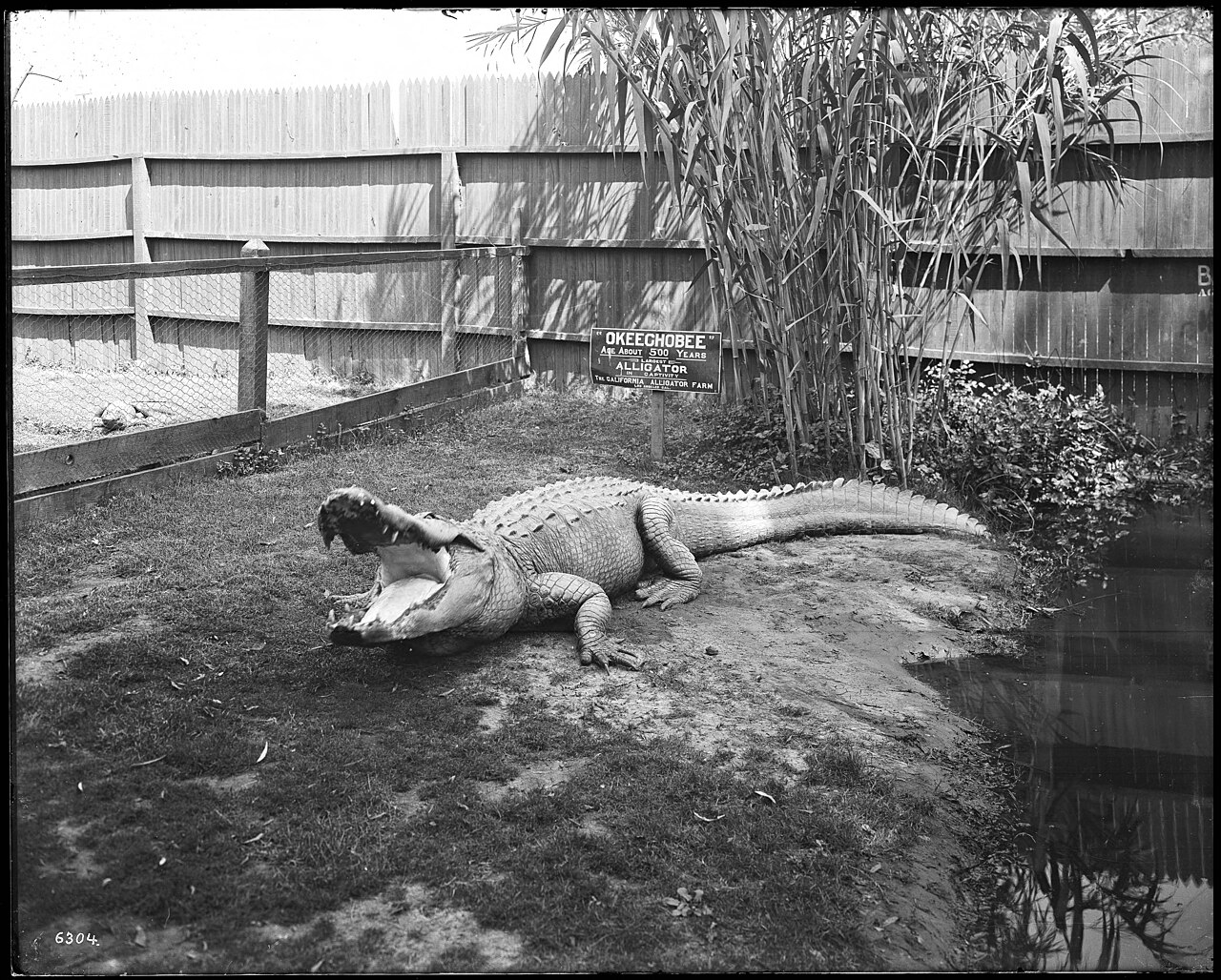 Okeechobee dans son enclos à la California Alligator Farm de Los Angeles Okeechobee dans son enclos à la California Alligator Farm de Los Angeles
