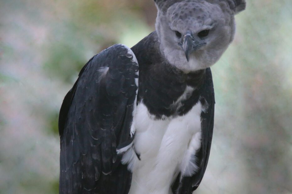 La harpie féroce, l’un des plus grands aigles du monde au regard presque humain La harpie feroce un des plus grands aigles du monde 1 La harpie feroce un des plus grands aigles du monde 1