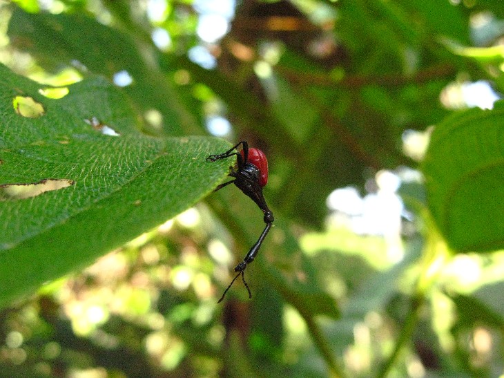 Le scarabée girafe de Madagascar Le scarabee girafe de Madagascar 5 Le-scarabee-girafe-de-Madagascar-5