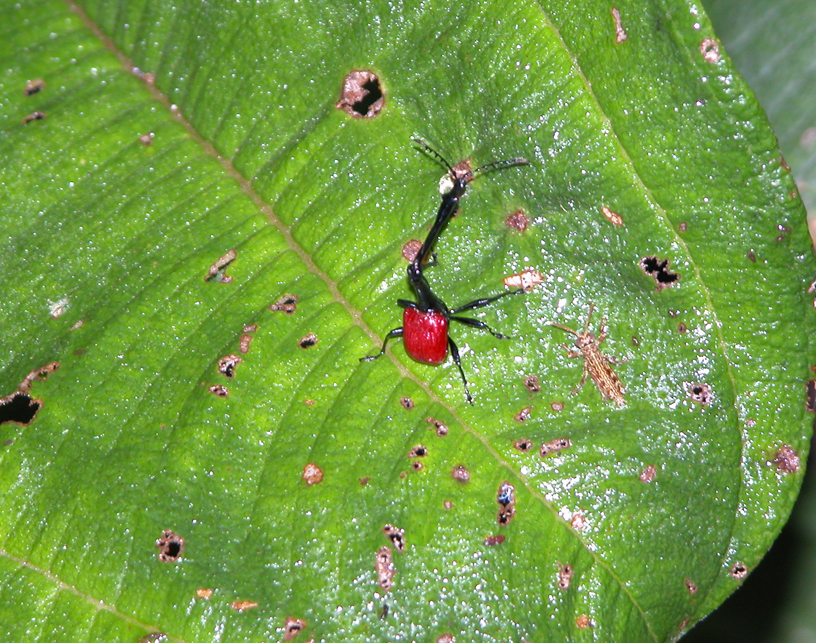 Le scarabée girafe de Madagascar Le scarabee girafe de Madagascar 6 Le-scarabee-girafe-de-Madagascar-6