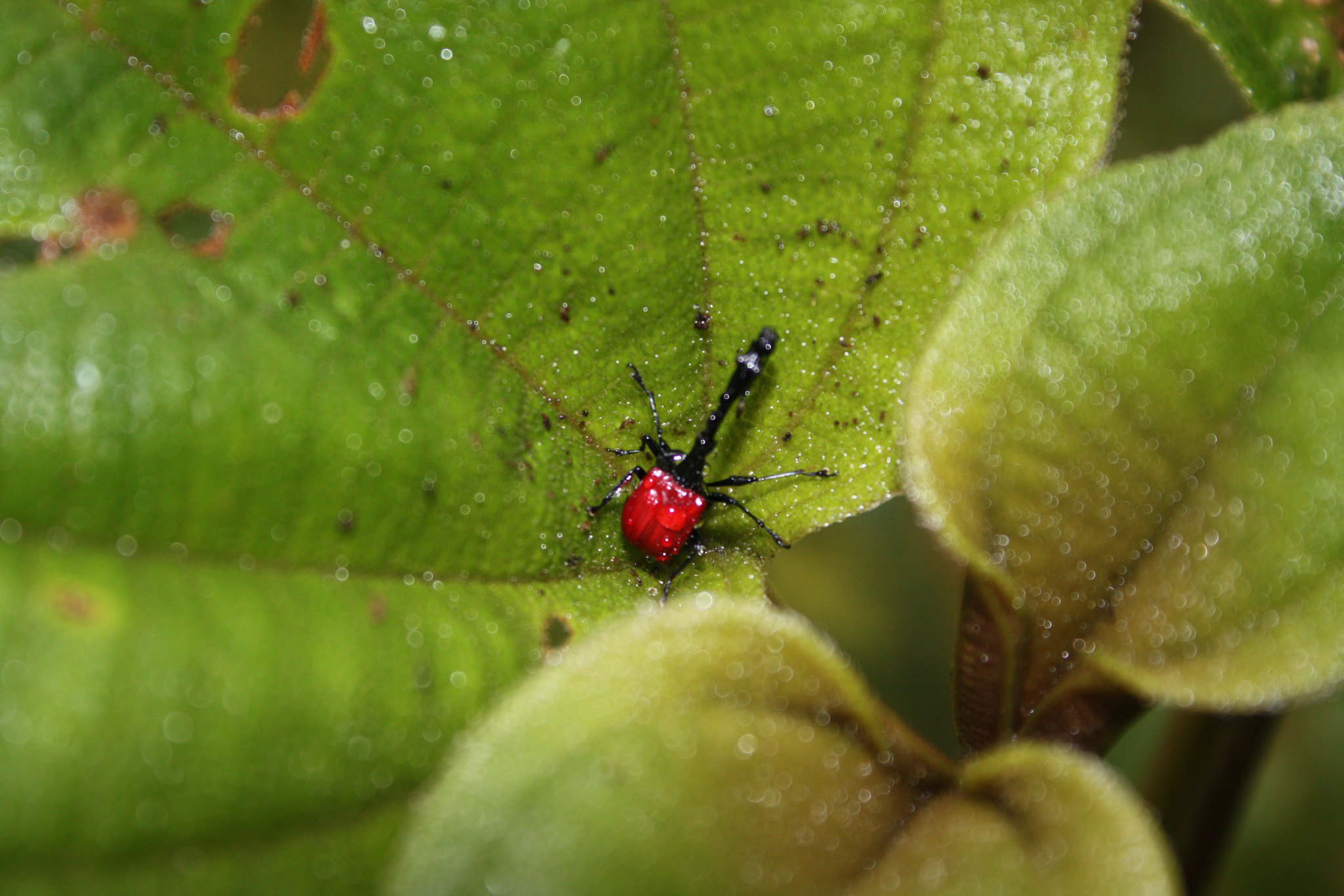 Le scarabée girafe de Madagascar Le scarabee girafe de Madagascar 7 Le-scarabee-girafe-de-Madagascar-7