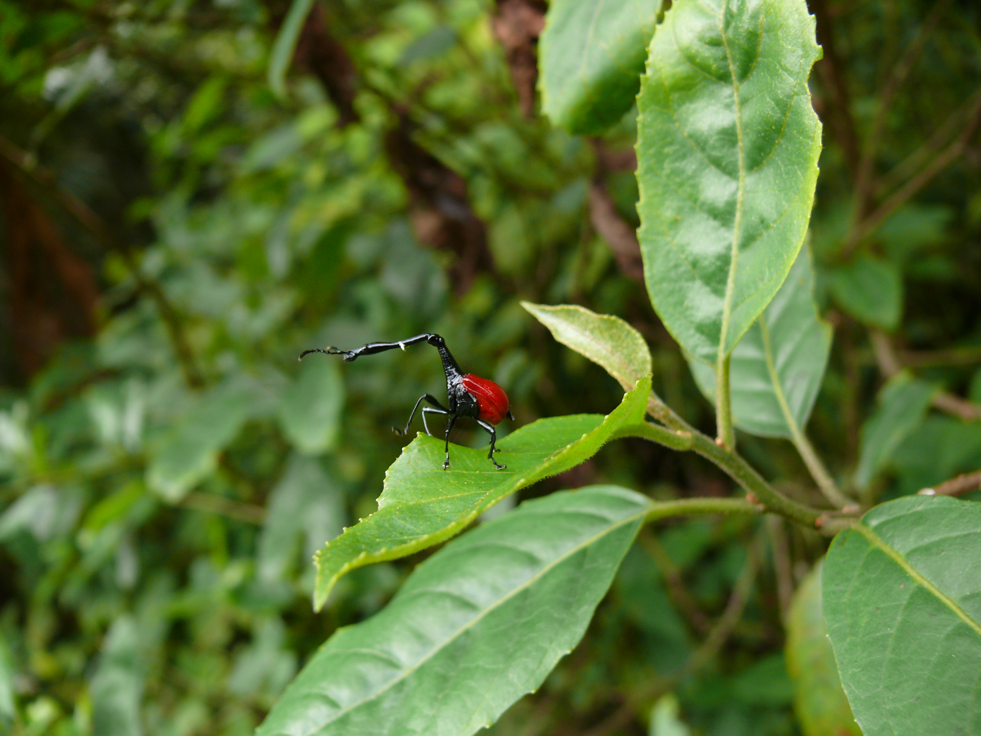Le scarabée girafe de Madagascar Le scarabee girafe de Madagascar 9 Le-scarabee-girafe-de-Madagascar-9