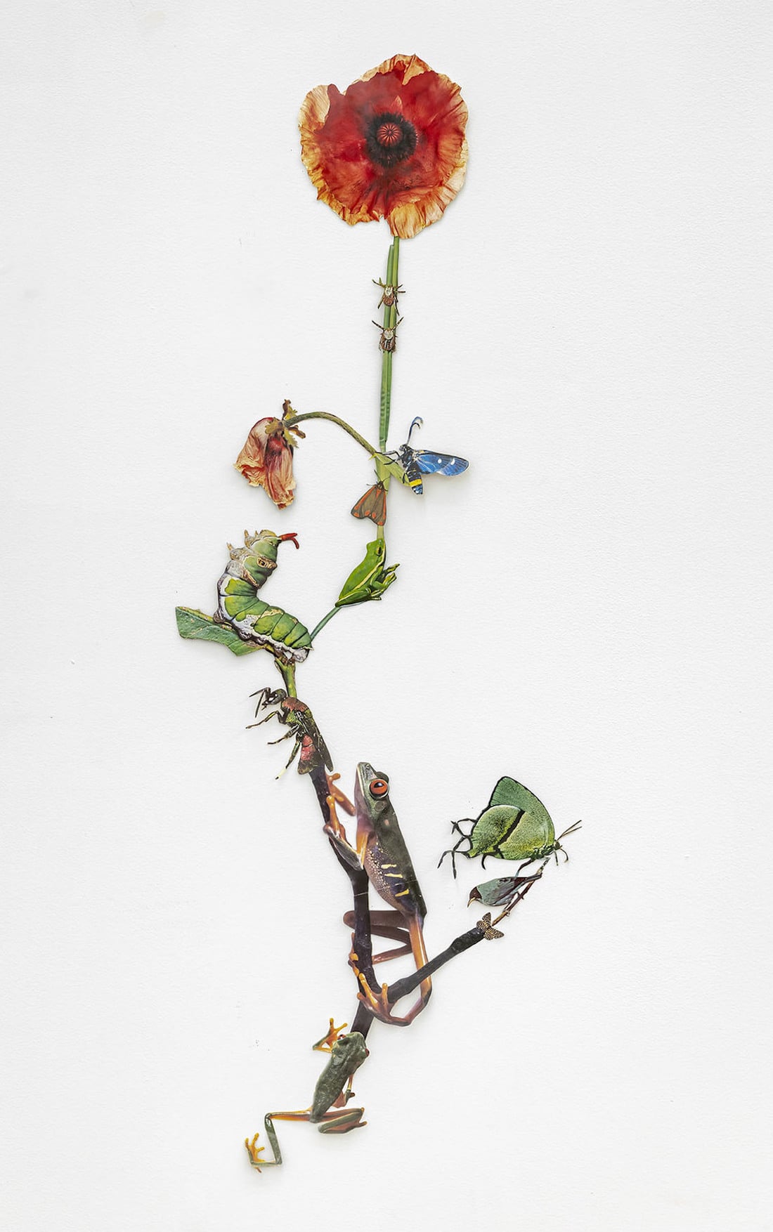 The Shadow of Sirius - des collages de faune et de flore par Jennifer Murphy The Shadow of Sirius des collages de faune et de flore par Jennifer Murphy 3 The-Shadow-of-Sirius-des-collages-de-faune-et-de-flore-par-Jennifer-Murphy-3