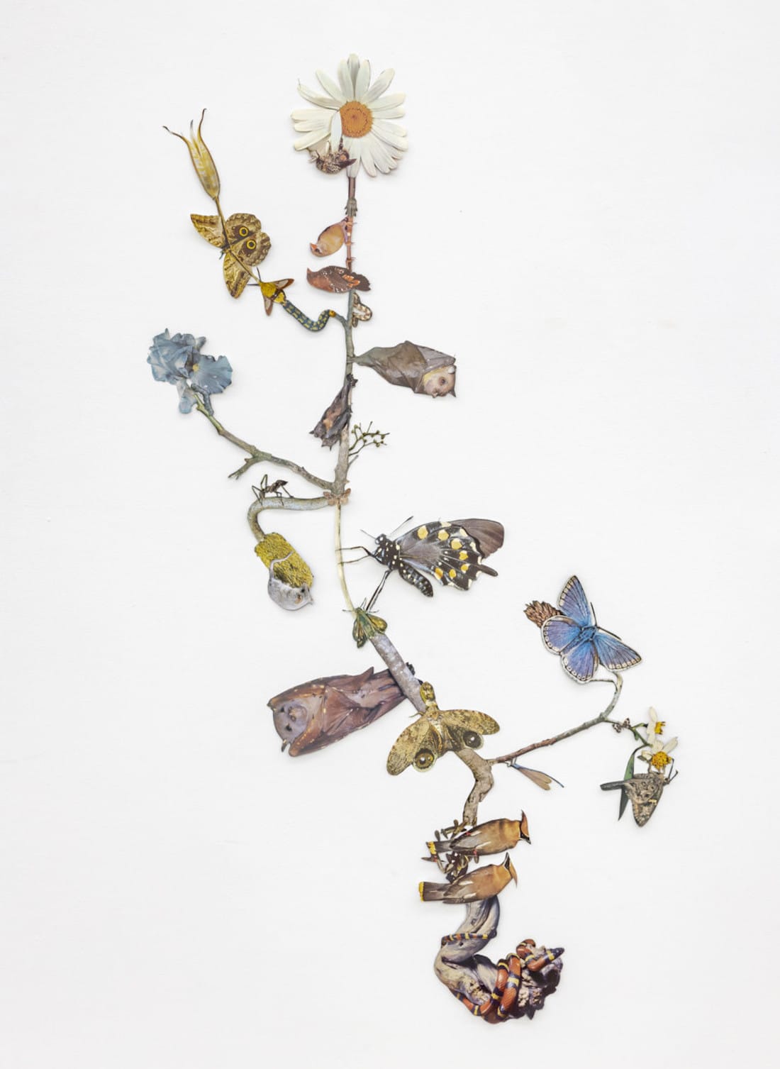 The Shadow of Sirius - des collages de faune et de flore par Jennifer Murphy The Shadow of Sirius des collages de faune et de flore par Jennifer Murphy 6 The-Shadow-of-Sirius-des-collages-de-faune-et-de-flore-par-Jennifer-Murphy-6