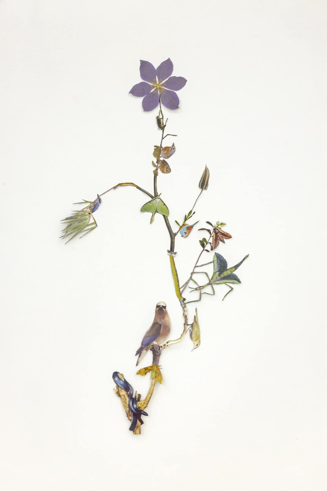 The Shadow of Sirius - des collages de faune et de flore par Jennifer Murphy The Shadow of Sirius des collages de faune et de flore par Jennifer Murphy 8 The-Shadow-of-Sirius-des-collages-de-faune-et-de-flore-par-Jennifer-Murphy-8