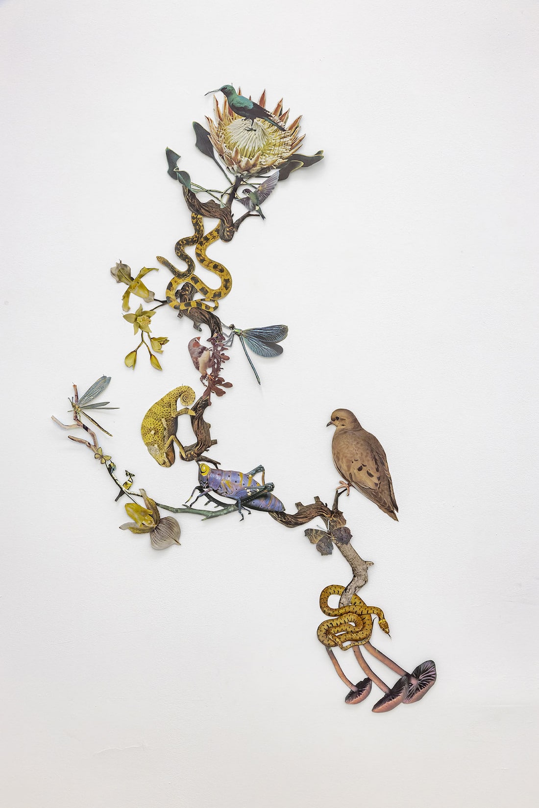 The Shadow of Sirius - des collages de faune et de flore par Jennifer Murphy The Shadow of Sirius des collages de faune et de flore par Jennifer Murphy 9 The-Shadow-of-Sirius-des-collages-de-faune-et-de-flore-par-Jennifer-Murphy-9