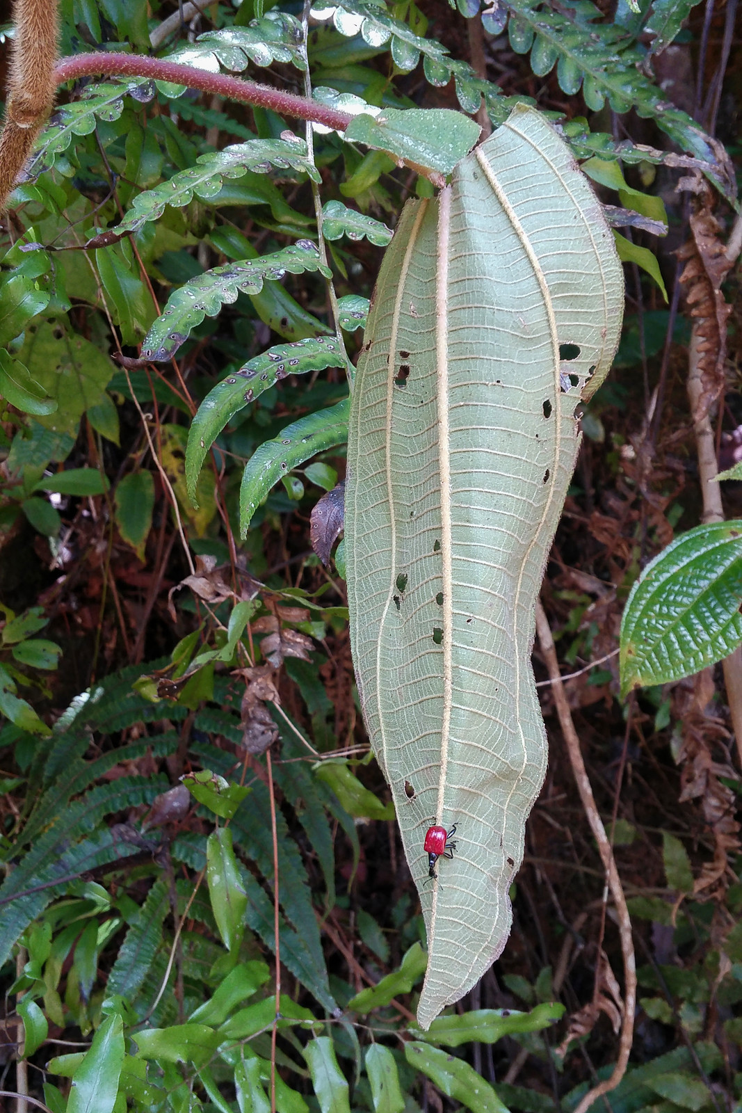 Trachelophorus giraffa femelle preparant une feuille pour la ponte Trachelophorus giraffa femelle preparant une feuille pour la ponte