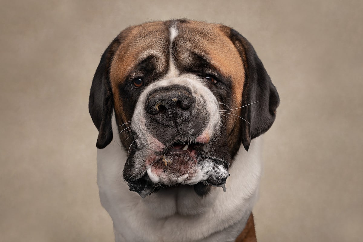 Dogs are the best people - portraits de chiens par Frog Dog Studios Dogs are the best people portraits de chiens par Frog Dog Studios 10 Dogs-are-the-best-people-portraits-de-chiens-par-Frog-Dog-Studios-10